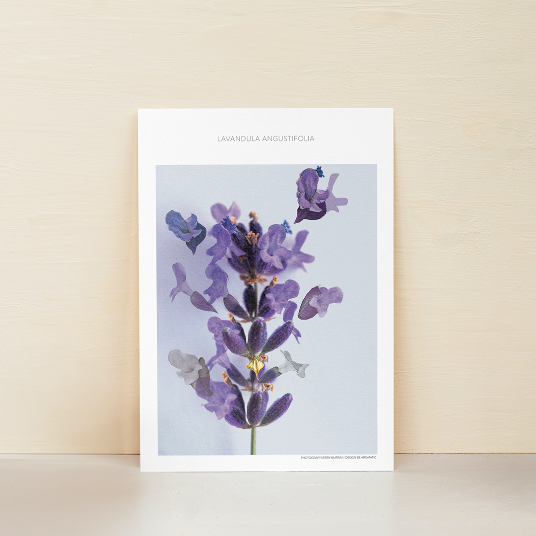 Poster Lavandula angustifolia